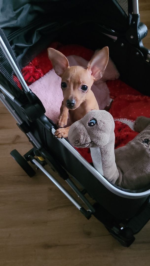 Drollinge Prager Rattler Mädchen