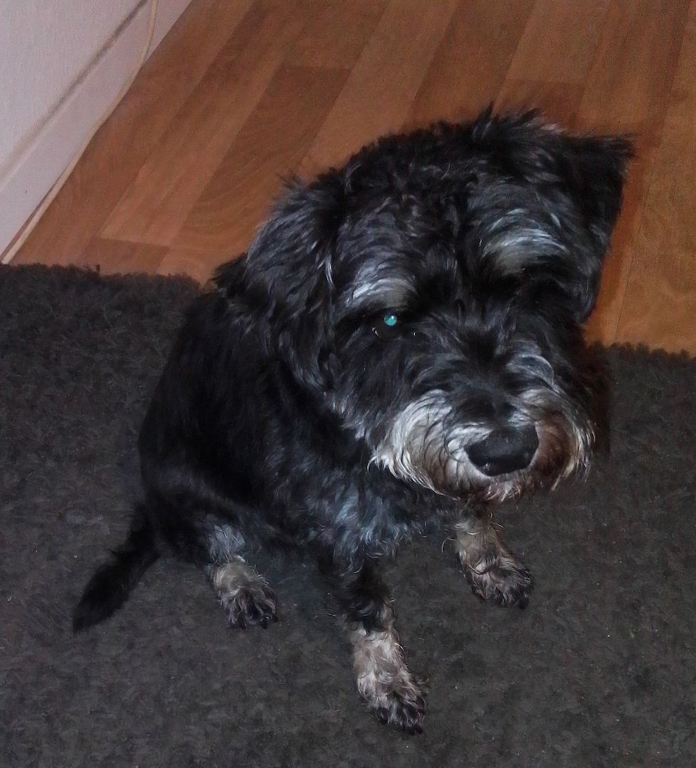 Zwergschnauzer schweren Herzens abzugeben