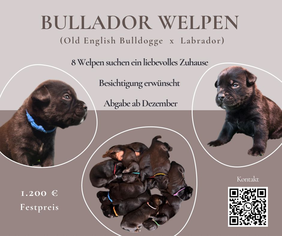 Bullador Welpen suchen ein Zuhause ab Dezember