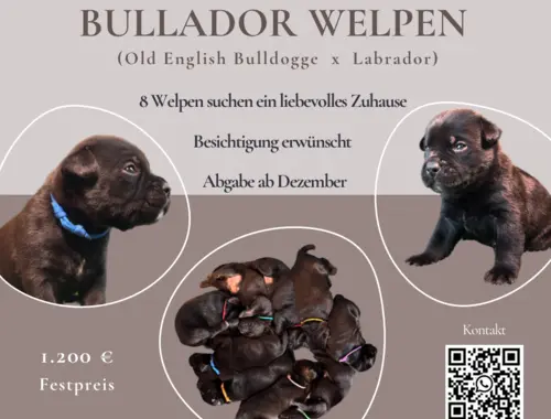 Bullador Welpen suchen ein Zuhause ab Dezember