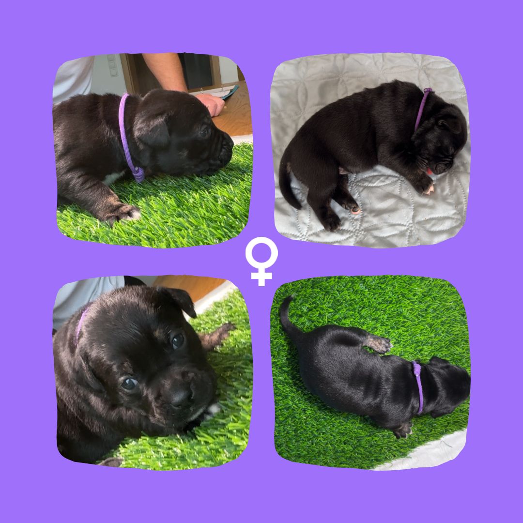 Bullador Welpen suchen ein Zuhause ab Dezember