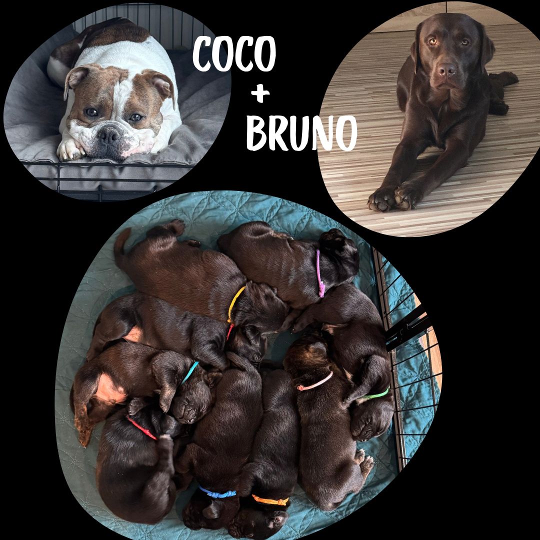 Bullador Welpen suchen ein Zuhause ab Dezember