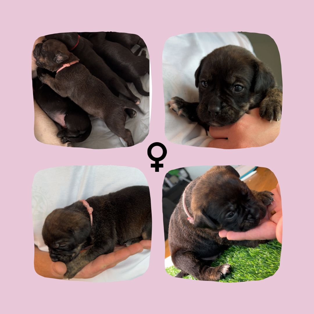 Bullador Welpen suchen ein Zuhause ab Dezember