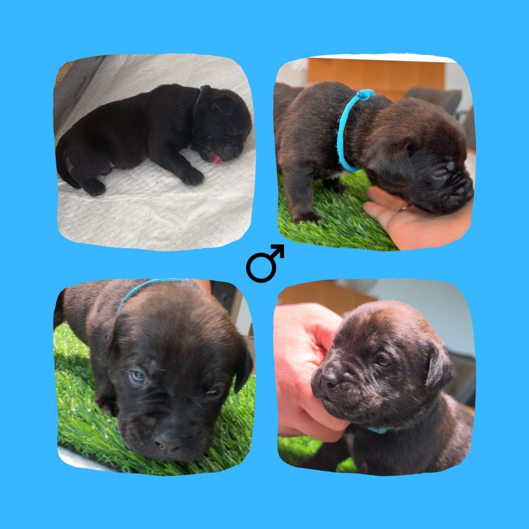 Bullador Welpen suchen ein Zuhause ab Dezember