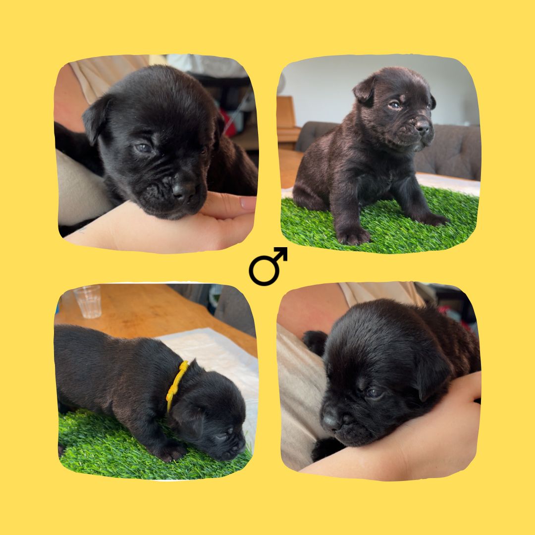 Bullador Welpen suchen ein Zuhause ab Dezember