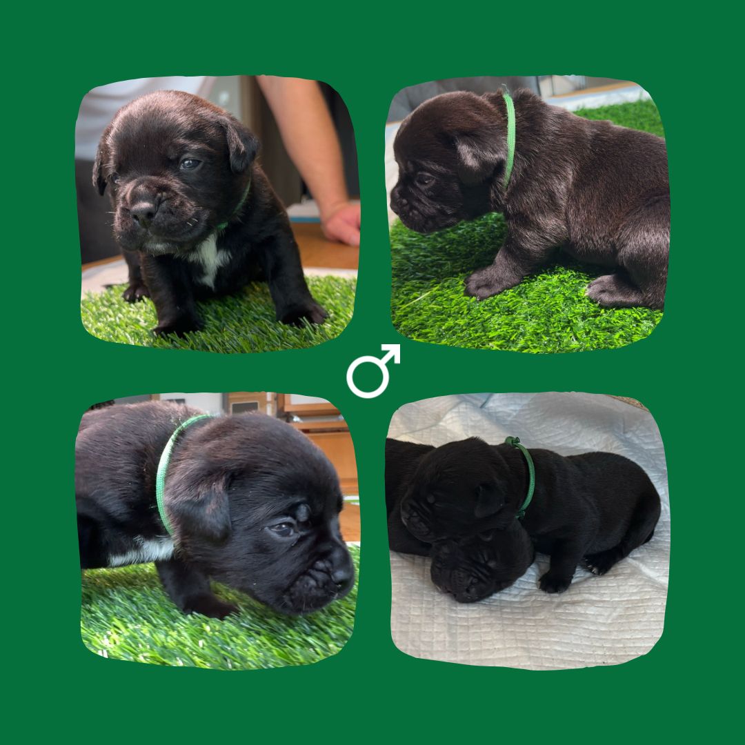 Bullador Welpen suchen ein Zuhause ab Dezember