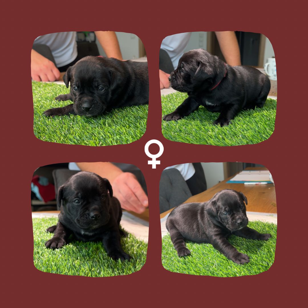 Bullador Welpen suchen ein Zuhause ab Dezember