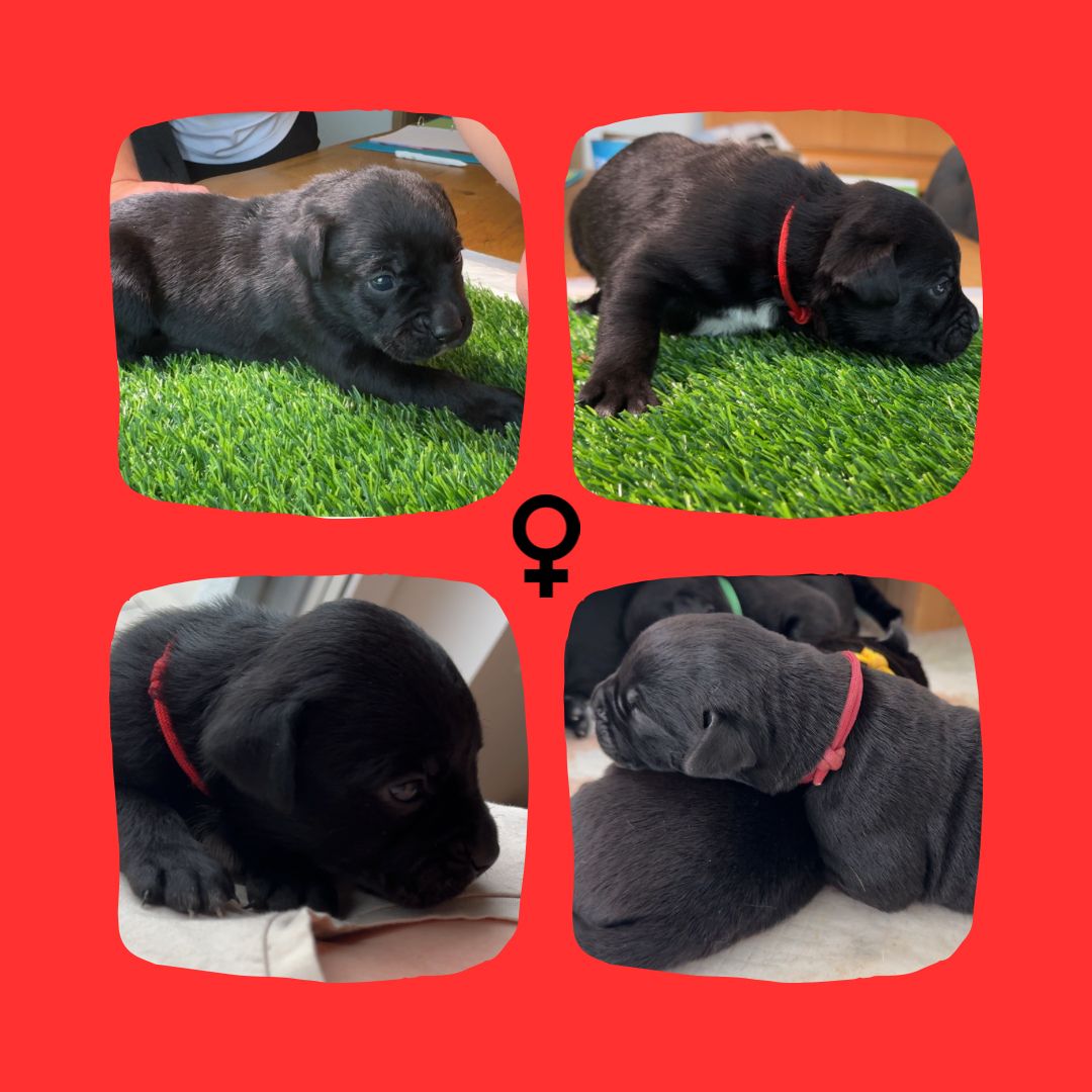 Bullador Welpen suchen ein Zuhause ab Dezember