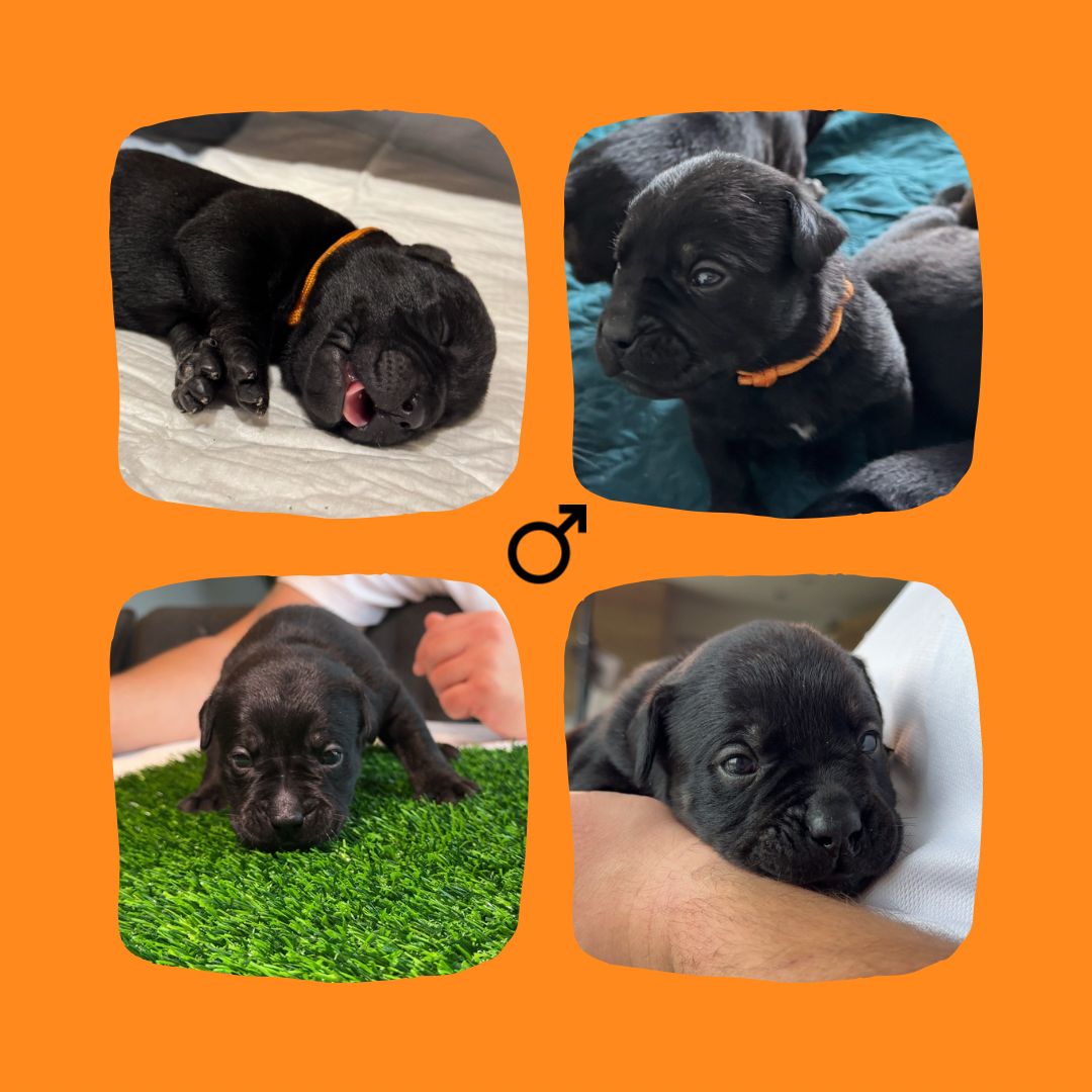 Bullador Welpen suchen ein Zuhause ab Dezember