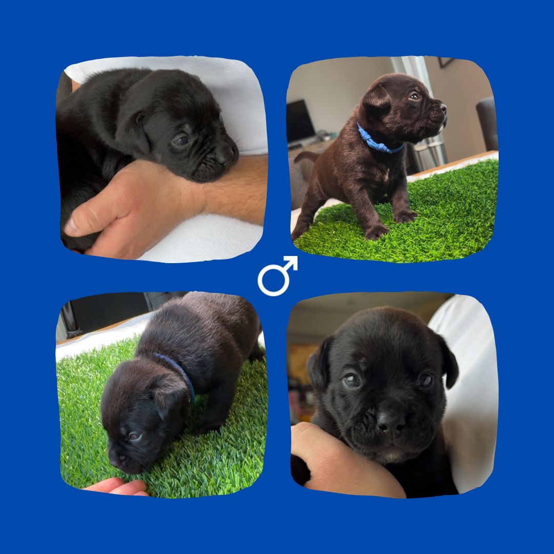 Bullador Welpen suchen ein Zuhause ab Dezember