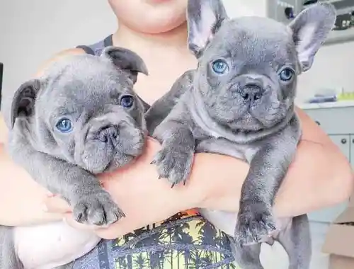 Französische Bulldogge Welpen,