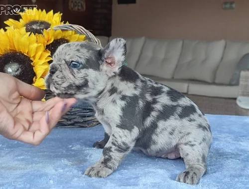 Französische Bulldogge Welpen..cxcxvx