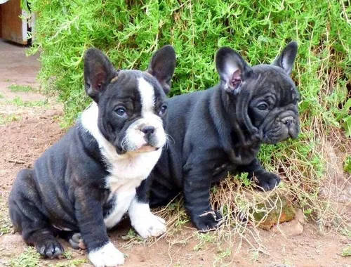 Französische Bulldogge Welpen..cxzv