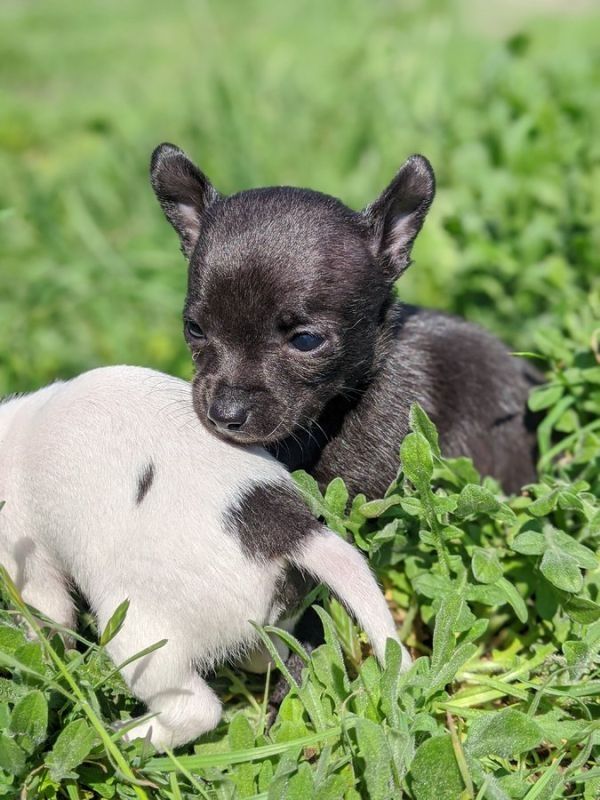 Süsse Chihuahuawelpen mit Ahnentafel