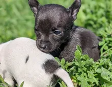 Süsse Chihuahuawelpen mit Ahnentafel