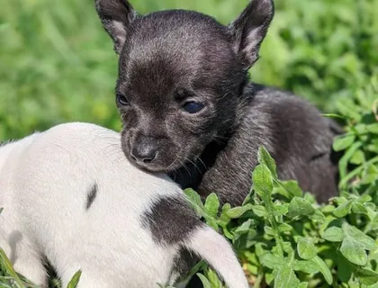 Süsse Chihuahuawelpen mit Ahnentafel