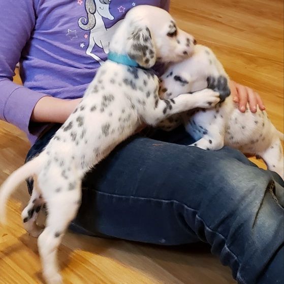 Zuckersüße Dalmatiner Welpen