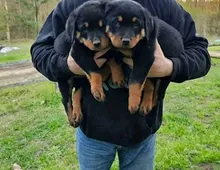 Reine Rottweiler-Welpen