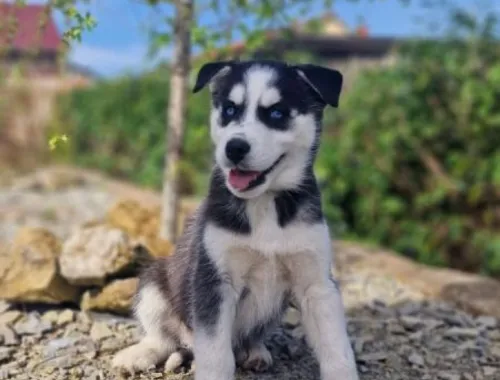 Siberian Husky Welpen suchen ihre Familien