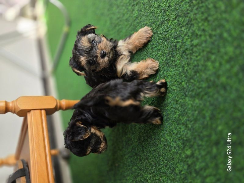 Yorkshire Terrier Welpen, Rü,Hü mit Ahnentafel