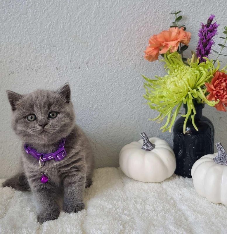 Reinrassige Britisch Kurzhaar Kitten Blue BKH