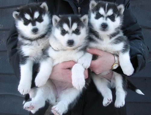 Siberian Husky Welpen suchen ihre Familien ..