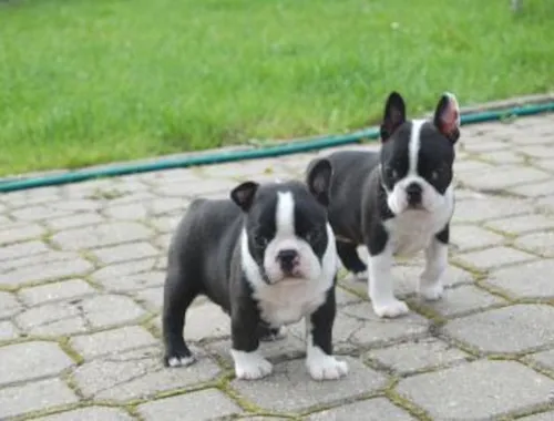 Boston Terrier Welpen,