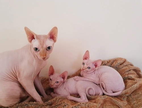 Sphynx Katzen mit Stammbaum ,.. xfassd