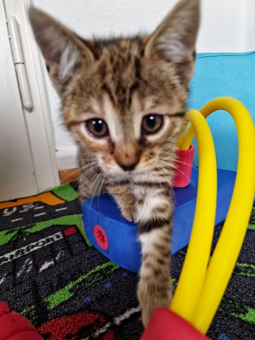 Wunderschönes Bengalmädchen sucht liebevolles Zuhause!