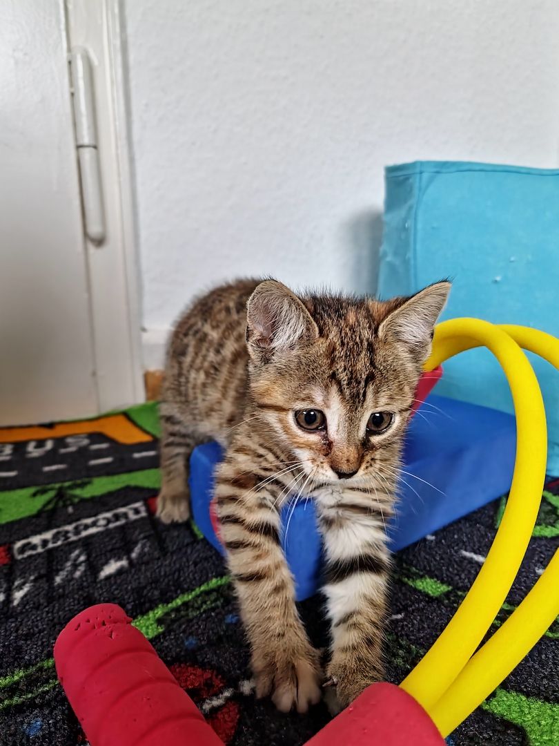 Wunderschönes Bengalmädchen sucht liebevolles Zuhause!