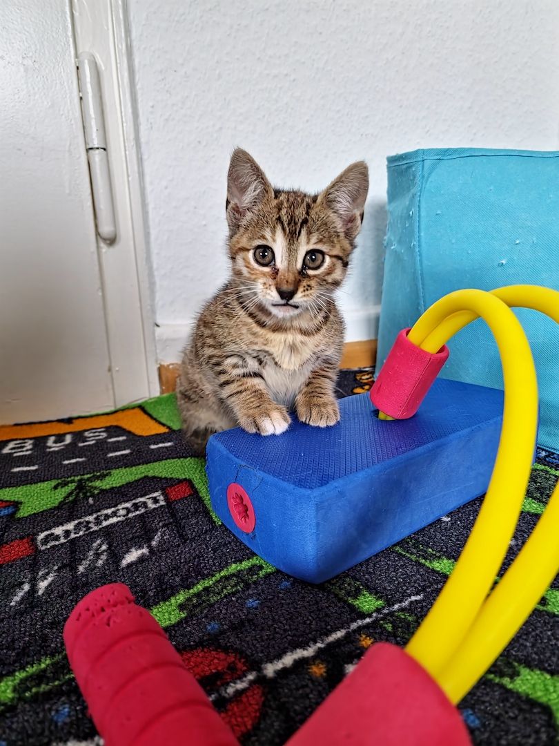 Wunderschönes Bengalmädchen sucht liebevolles Zuhause!