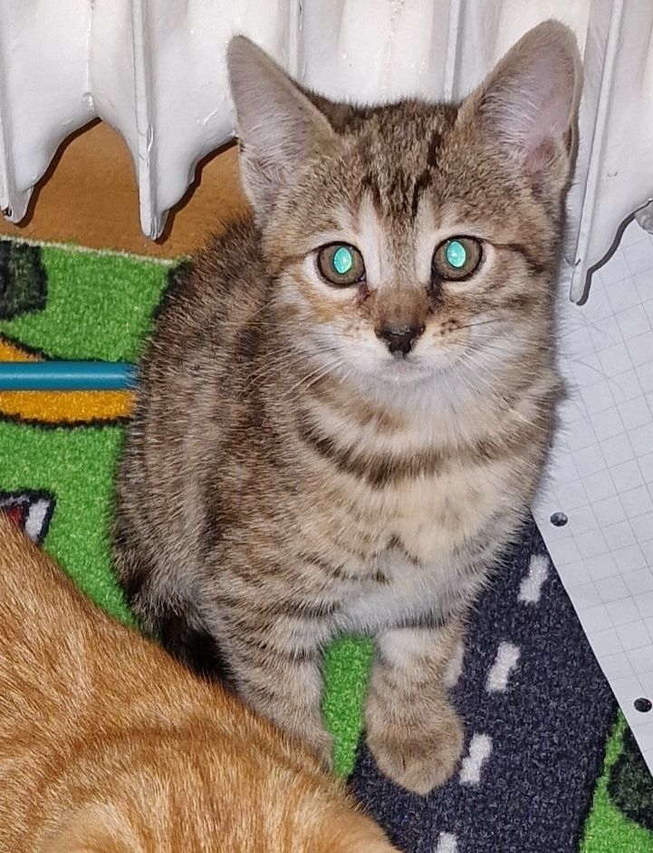 Wunderschönes Bengalmädchen sucht liebevolles Zuhause!