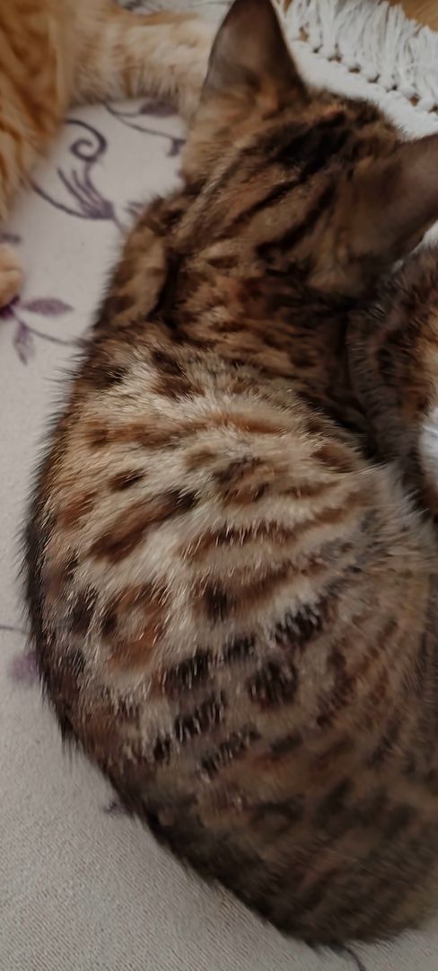 Wunderschönes Bengalmädchen sucht liebevolles Zuhause!