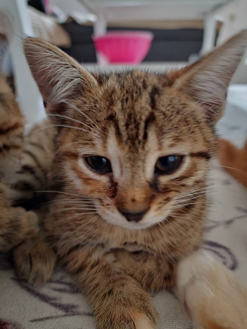 Wunderschönes Bengalmädchen sucht liebevolles Zuhause!