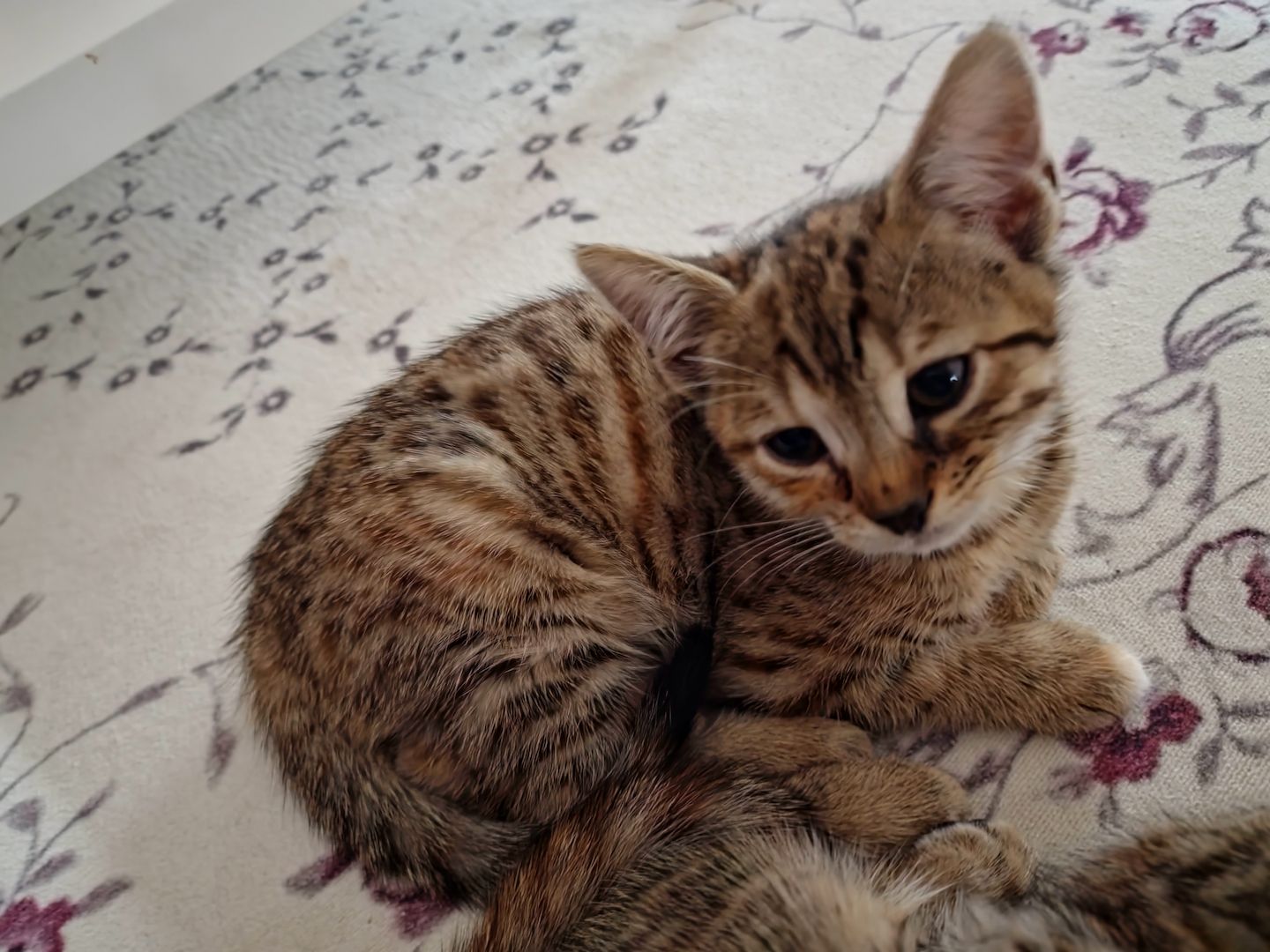 Wunderschönes Bengalmädchen sucht liebevolles Zuhause!