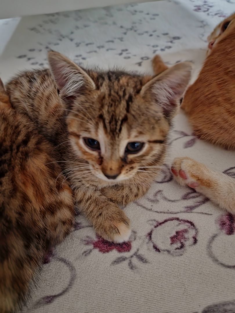 Wunderschönes Bengalmädchen sucht liebevolles Zuhause!