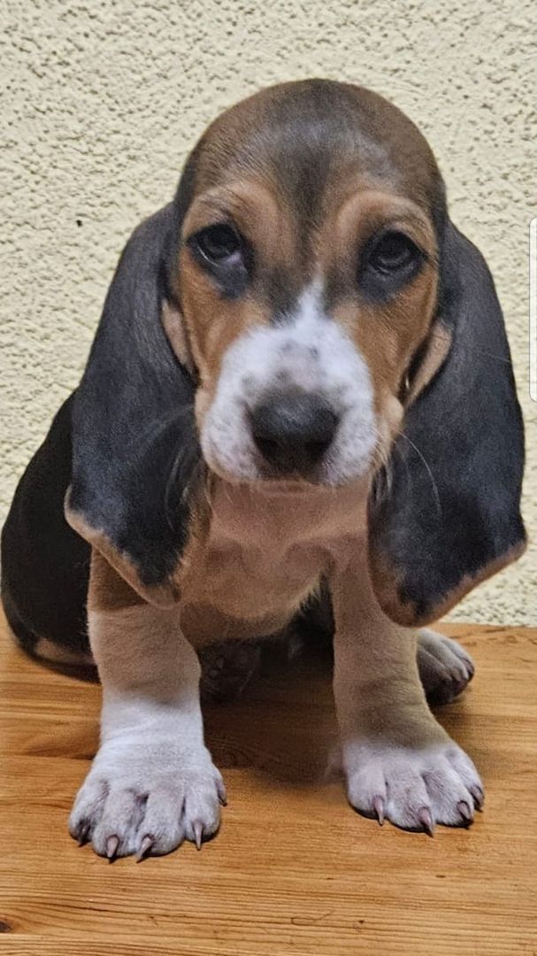 Süße Basset artesien normand Welpen