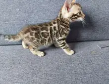 MiniLeoparden BengalKatzen mit Papieren