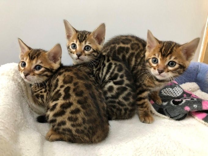 MiniLeoparden BengalKatzen mit Papieren