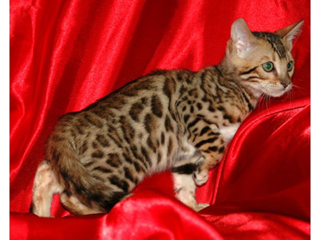 Schöne Bengal-Kätzchen