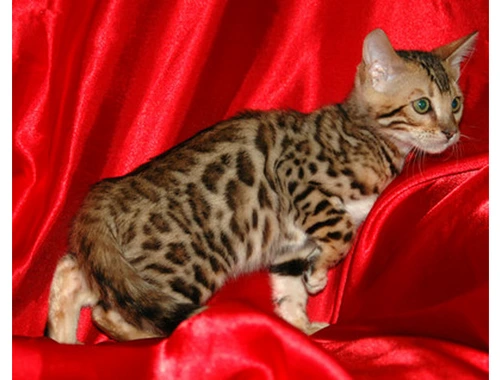 Schöne Bengal-Kätzchen