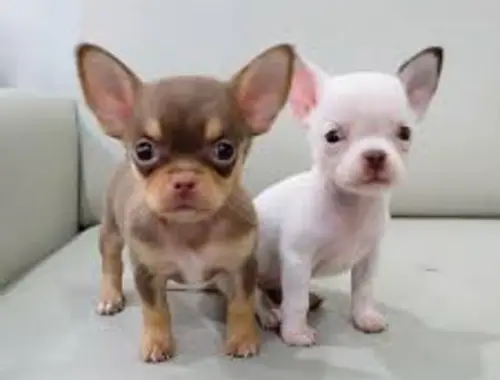 süße MINI chihuahua welpen mit Papieren *