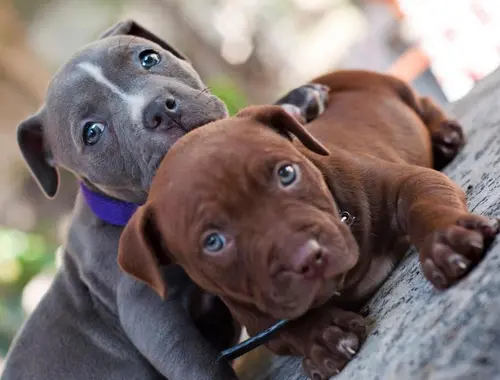 Süßen Blueline AmStaff/ Pitbull Terrier*