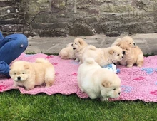 CHOW CHOW--WHATSAPP:+4915217519768