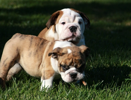 Englische Bulldoggenwelpen