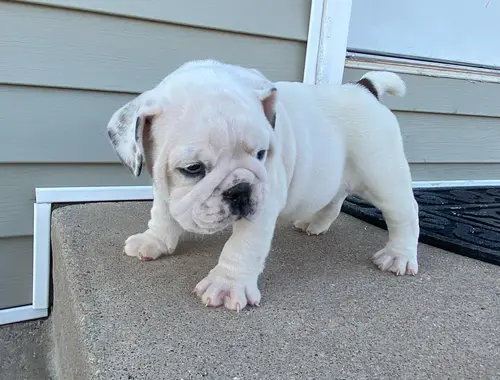 Englische Bulldogge Welpen-KOSTENLOS