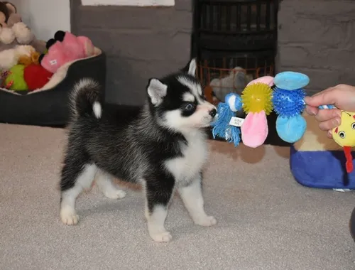 Pomsky Welpen suchen ein neues Zuhause :)