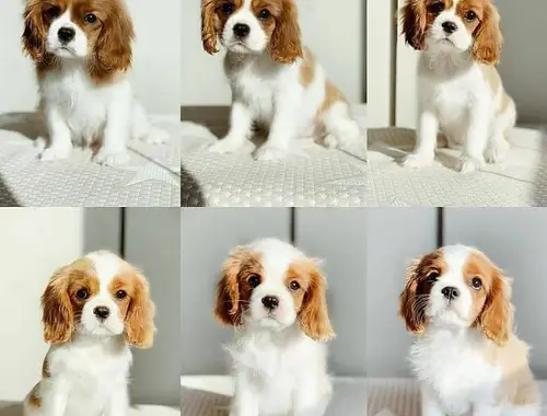 Cavalier King Charles Spaniel welpen suchen neues Zuhause