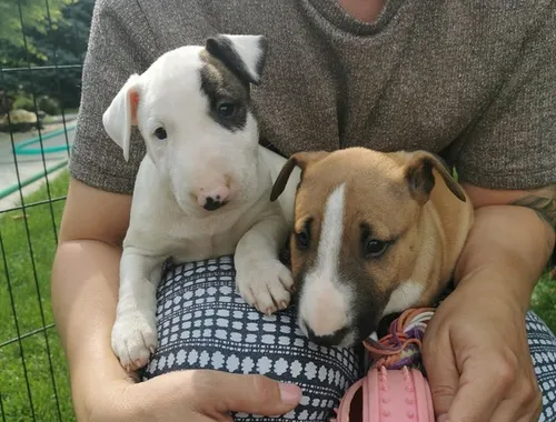 Mini Bull Terrier welpen suchen neues Zuhause