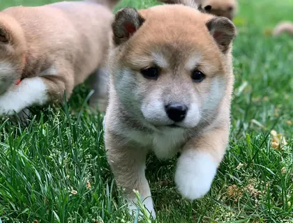 Zuckersüßer 12-wöchen Shiba Inu welpen